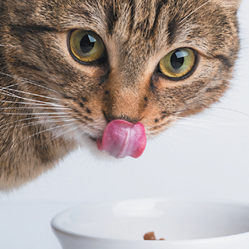 How to select food for your cat – Recommended in NZ