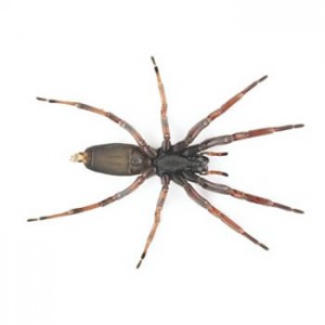 How to get rid of white-tailed spiders – Recommended in NZ