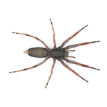 How to Get Rid of White Tail Spiders 