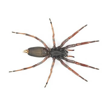 How To Get Rid Of White Tailed Spiders Recommended In Nz